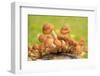 Small mushrooms on a tree stump-Paivi Vikstrom-Framed Photographic Print