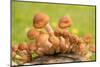 Small mushrooms on a tree stump-Paivi Vikstrom-Mounted Photographic Print