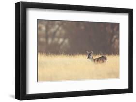 Small One-Mark Bridger-Framed Art Print