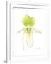 Small Orchid Beauty IV-Jennifer Goldberger-Framed Art Print