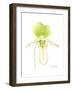 Small Orchid Beauty IV-Jennifer Goldberger-Framed Art Print