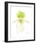 Small Orchid Beauty IV-Jennifer Goldberger-Framed Art Print