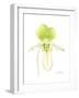 Small Orchid Beauty IV-Jennifer Goldberger-Framed Art Print