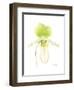 Small Orchid Beauty IV-Jennifer Goldberger-Framed Art Print