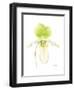 Small Orchid Beauty IV-Jennifer Goldberger-Framed Art Print