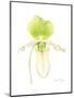 Small Orchid Beauty IV-Jennifer Goldberger-Mounted Art Print