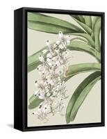 Small Orchid Blooms I-Vision Studio-Framed Stretched Canvas