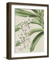 Small Orchid Blooms I-Vision Studio-Framed Art Print