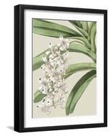 Small Orchid Blooms I-Vision Studio-Framed Art Print