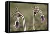 Small Pasque Flower Evening Light-null-Framed Stretched Canvas