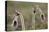 Small Pasque Flower Evening Light-null-Stretched Canvas