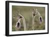 Small Pasque Flower Evening Light-null-Framed Photographic Print