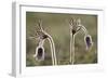 Small Pasque Flower Evening Light-null-Framed Photographic Print