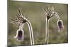 Small Pasque Flower Evening Light-null-Mounted Photographic Print