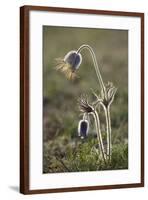 Small Pasque Flower Evening Light-null-Framed Photographic Print