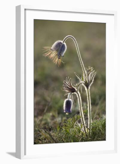 Small Pasque Flower Evening Light-null-Framed Photographic Print