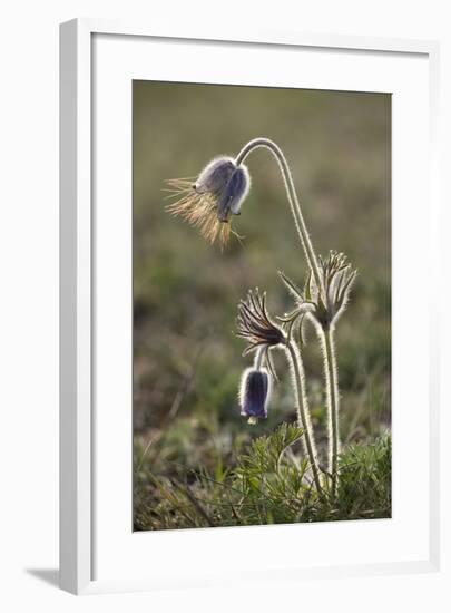 Small Pasque Flower Evening Light-null-Framed Photographic Print