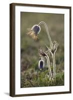 Small Pasque Flower Evening Light-null-Framed Photographic Print