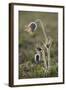 Small Pasque Flower Evening Light-null-Framed Photographic Print