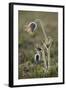 Small Pasque Flower Evening Light-null-Framed Photographic Print