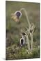 Small Pasque Flower Evening Light-null-Mounted Photographic Print