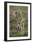 Small Pasque Flower Evening Light-null-Framed Photographic Print