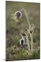 Small Pasque Flower Evening Light-null-Mounted Photographic Print