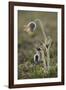 Small Pasque Flower Evening Light-null-Framed Photographic Print