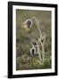 Small Pasque Flower Evening Light-null-Framed Photographic Print