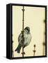 Small Passerine Bird Sitting on the Leafless Branch of Urban Greenery with Cream Facade in the Back-Martin Janca-Framed Stretched Canvas