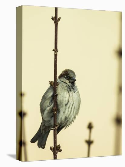 Small Passerine Bird Sitting on the Leafless Branch of Urban Greenery with Cream Facade in the Back-Martin Janca-Stretched Canvas