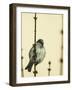 Small Passerine Bird Sitting on the Leafless Branch of Urban Greenery with Cream Facade in the Back-Martin Janca-Framed Photographic Print