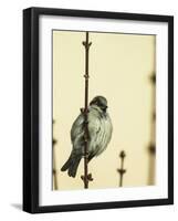 Small Passerine Bird Sitting on the Leafless Branch of Urban Greenery with Cream Facade in the Back-Martin Janca-Framed Photographic Print