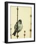 Small Passerine Bird Sitting on the Leafless Branch of Urban Greenery with Cream Facade in the Back-Martin Janca-Framed Photographic Print