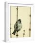 Small Passerine Bird Sitting on the Leafless Branch of Urban Greenery with Cream Facade in the Back-Martin Janca-Framed Photographic Print