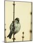 Small Passerine Bird Sitting on the Leafless Branch of Urban Greenery with Cream Facade in the Back-Martin Janca-Mounted Photographic Print