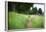 small path through a meadow-Benjamin Engler-Framed Photographic Print