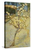 Small Pear Tree in Blossom, 1888-Vincent van Gogh-Stretched Canvas