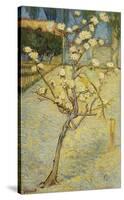 Small Pear Tree in Blossom, 1888-Vincent van Gogh-Stretched Canvas