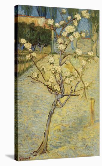Small Pear Tree in Blossom, 1888-Vincent van Gogh-Stretched Canvas