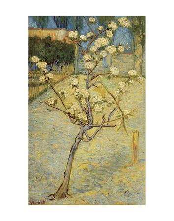 https://imgc.allpostersimages.com/img/posters/small-pear-tree-in-blossom-1888_u-L-F8CKEY0.jpg?artPerspective=n