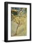 Small Pear Tree in Blossom, 1888-Vincent van Gogh-Framed Art Print