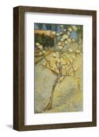 Small Pear Tree in Blossom, 1888-Vincent van Gogh-Framed Art Print