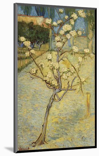 Small Pear Tree in Blossom, 1888-Vincent van Gogh-Mounted Art Print