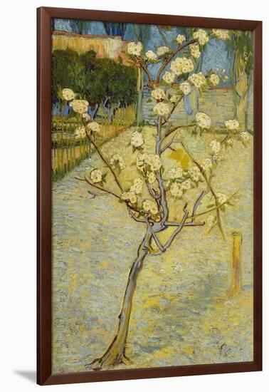 Small Pear Tree in Blossom, 1888-Vincent van Gogh-Framed Giclee Print