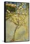 Small Pear Tree in Blossom, 1888-Vincent van Gogh-Framed Stretched Canvas