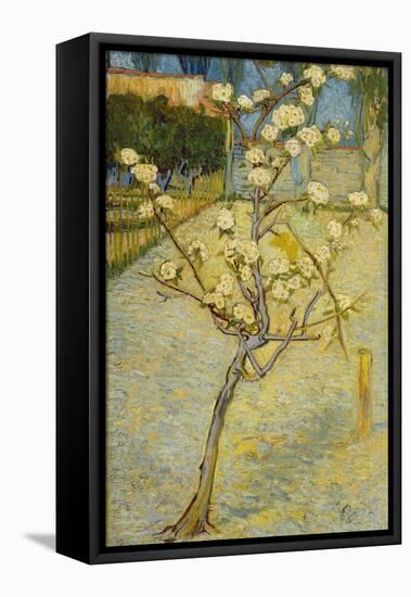 Small Pear Tree in Blossom, 1888-Vincent van Gogh-Framed Stretched Canvas