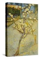 Small Pear Tree in Blossom, 1888-Vincent van Gogh-Stretched Canvas