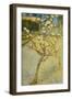 Small Pear Tree in Blossom, 1888-Vincent van Gogh-Framed Giclee Print