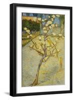 Small Pear Tree in Blossom, 1888-Vincent van Gogh-Framed Giclee Print